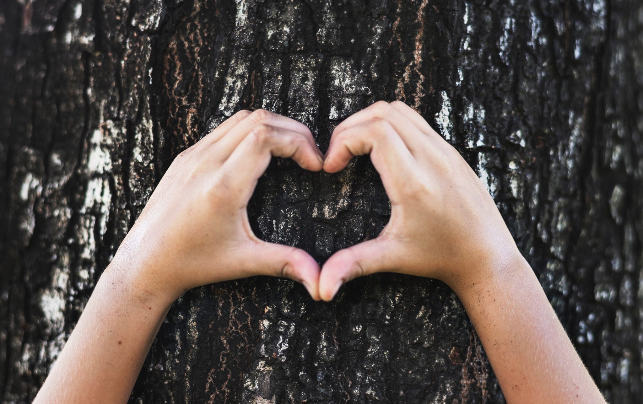 Händer som formar ett hjärta framför en trädstam